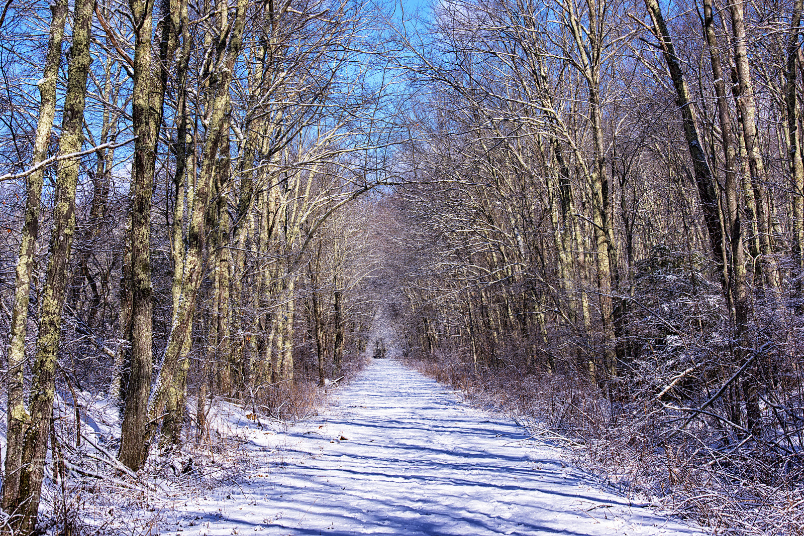 Nikon D810 sample photo. Winter pathway in goodwin photography
