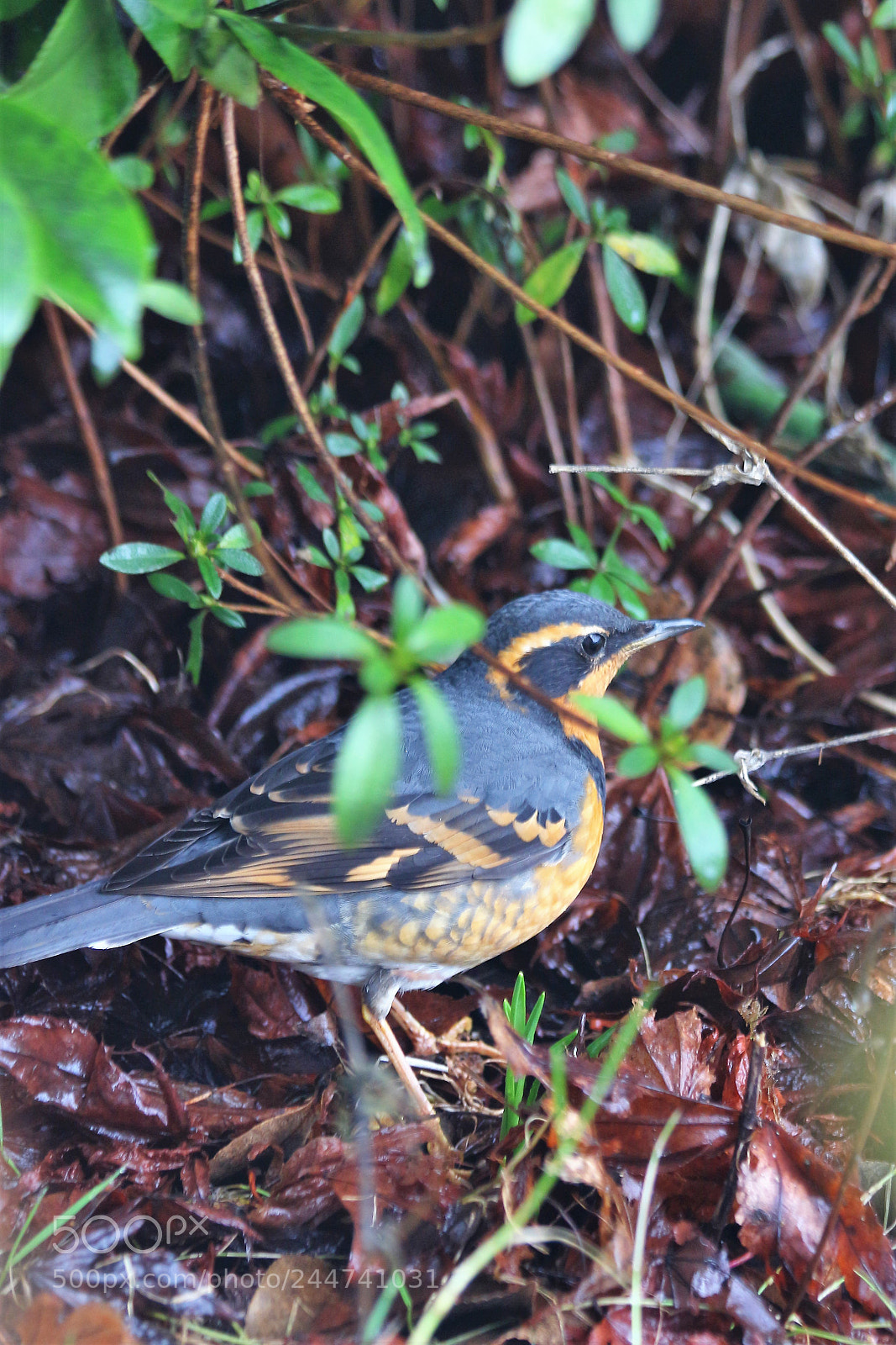 Canon EOS 700D (EOS Rebel T5i / EOS Kiss X7i) sample photo. Varied thrush photography