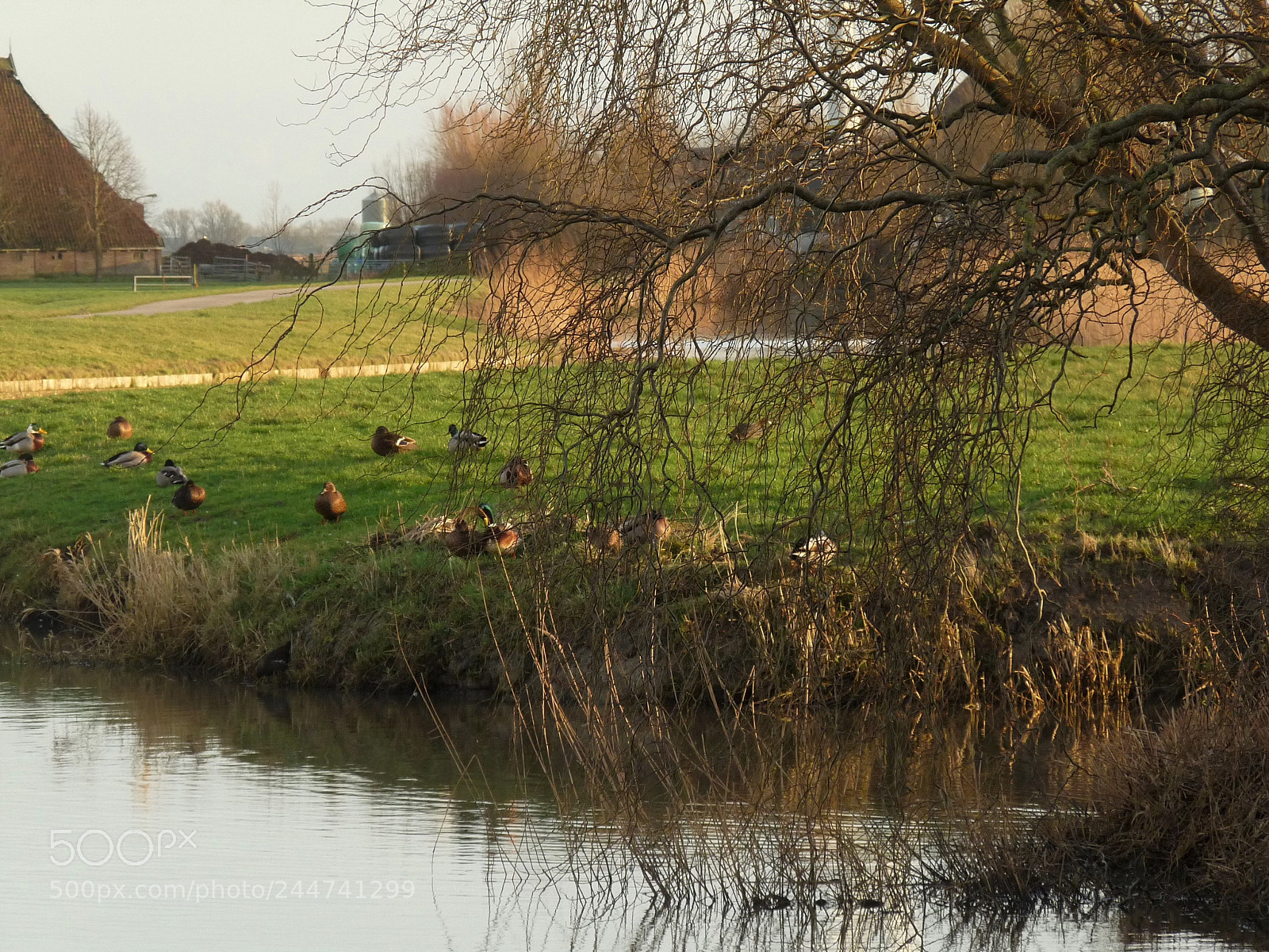 Panasonic Lumix DMC-FZ28 sample photo. Ducks photography