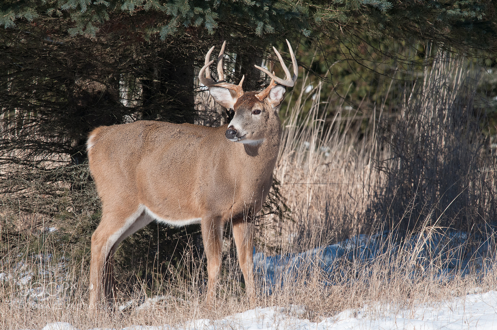 Nikon D300S sample photo. Chevreuil, cerf de virginie photography