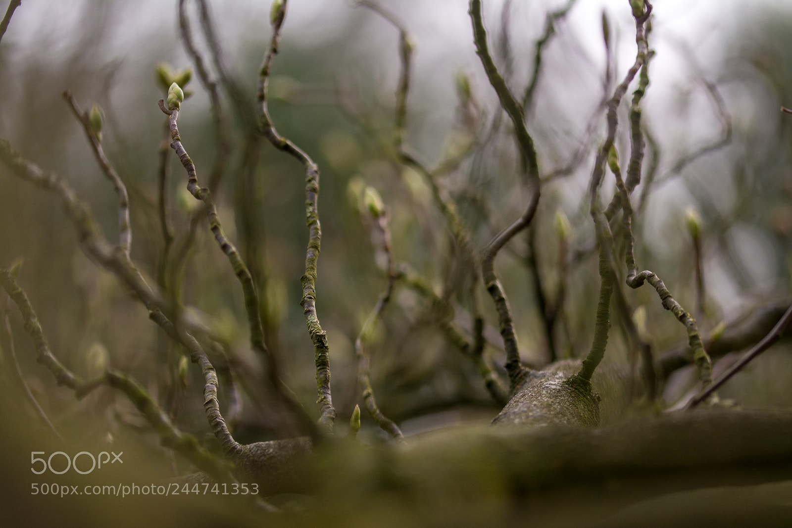 Nikon D7100 sample photo. Forest in a tree photography