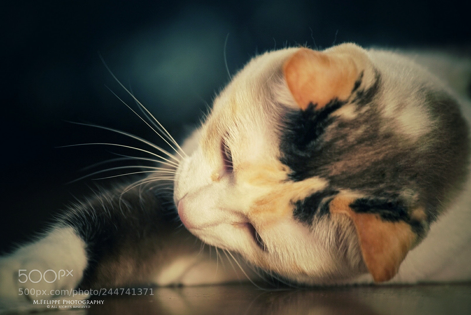 Sony a7S II sample photo. Belinha #2 photography