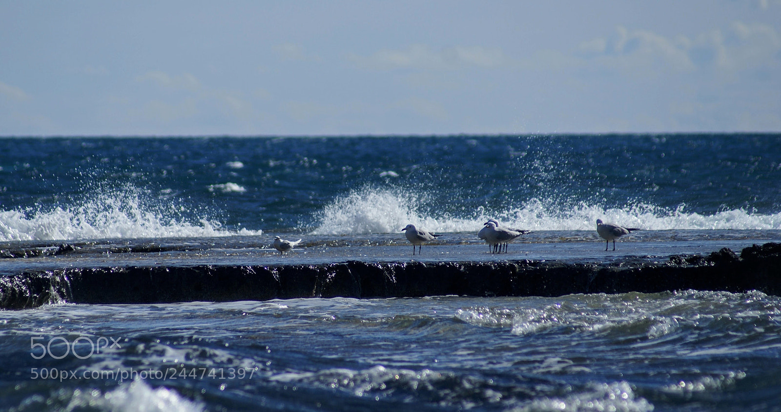 Sony Alpha DSLR-A100 sample photo. Untitled photography