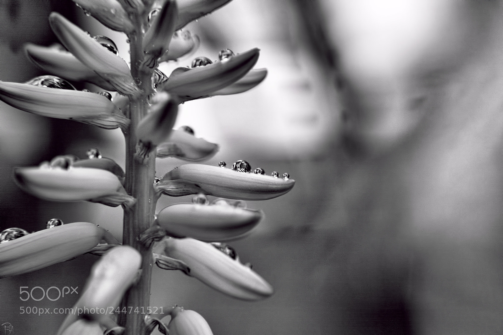 Nikon D7100 sample photo. Droops photography