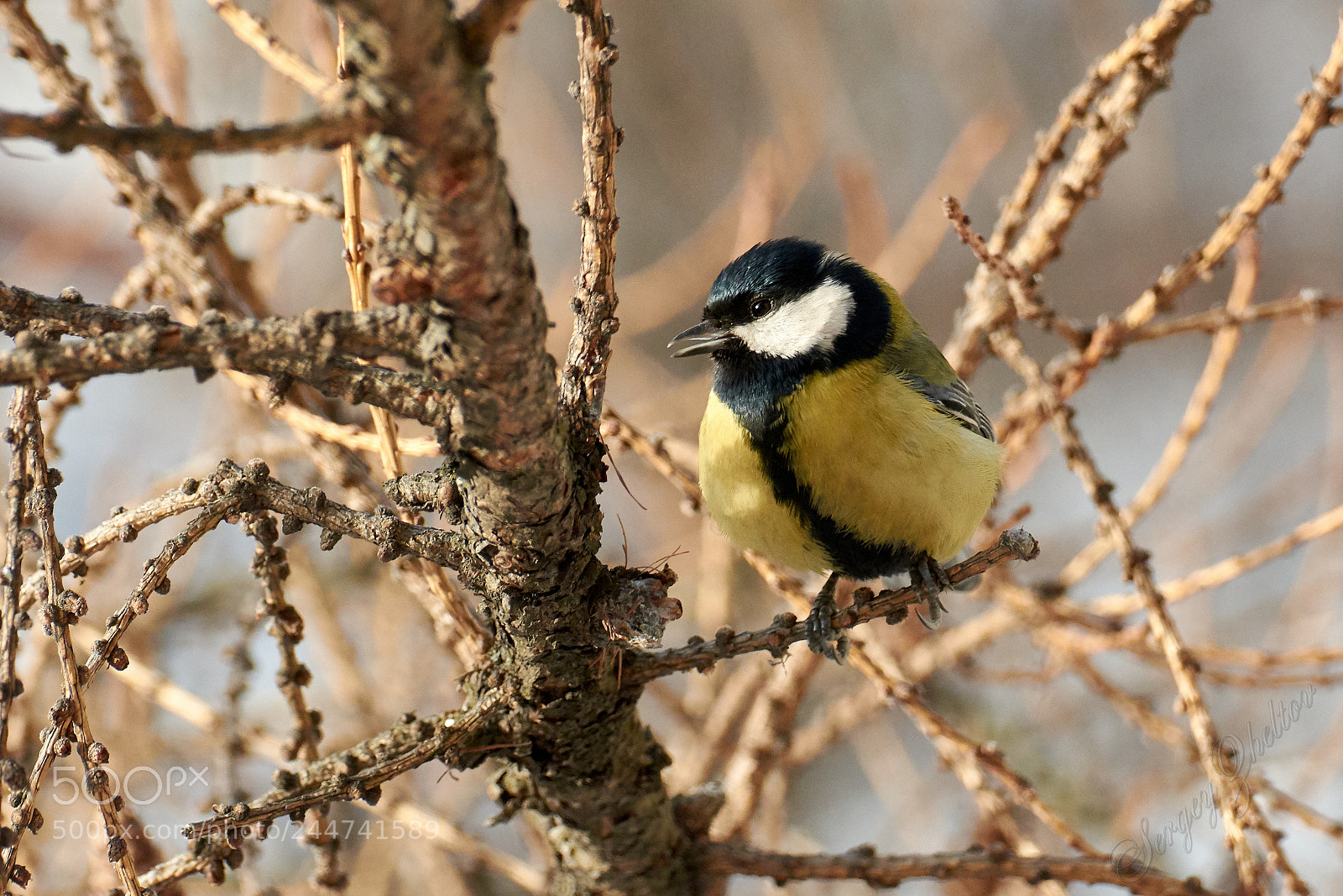 Nikon D7100 sample photo. Bird of the tit photography