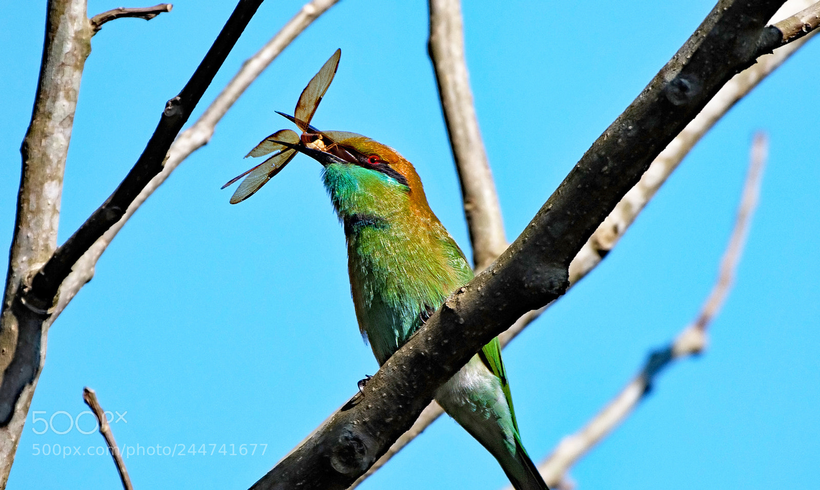 Nikon D500 sample photo. Green bee-eater photography