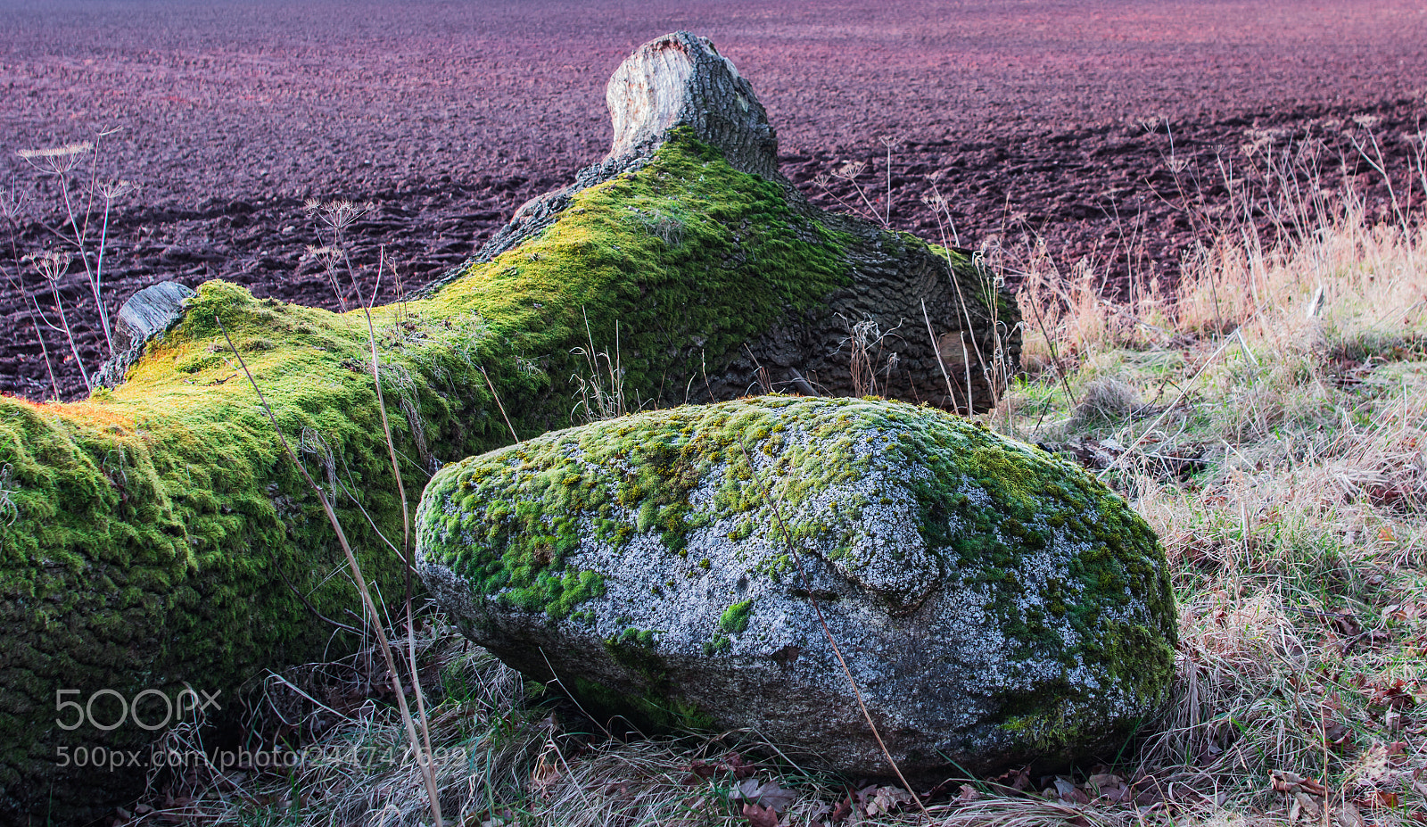 Pentax K-3 sample photo. Rock tree photography