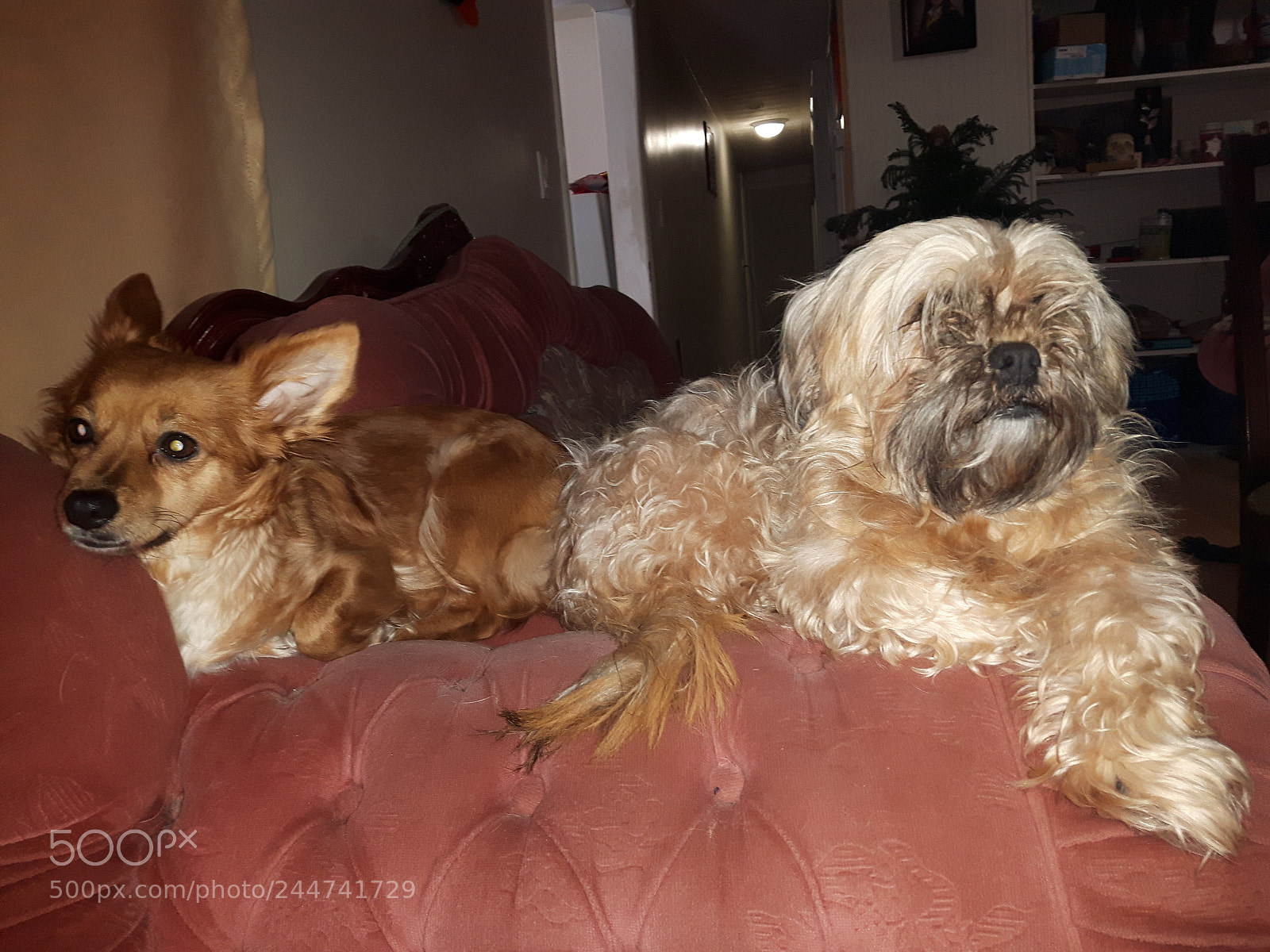 Samsung Galaxy S5 Neo sample photo. Untitled photography