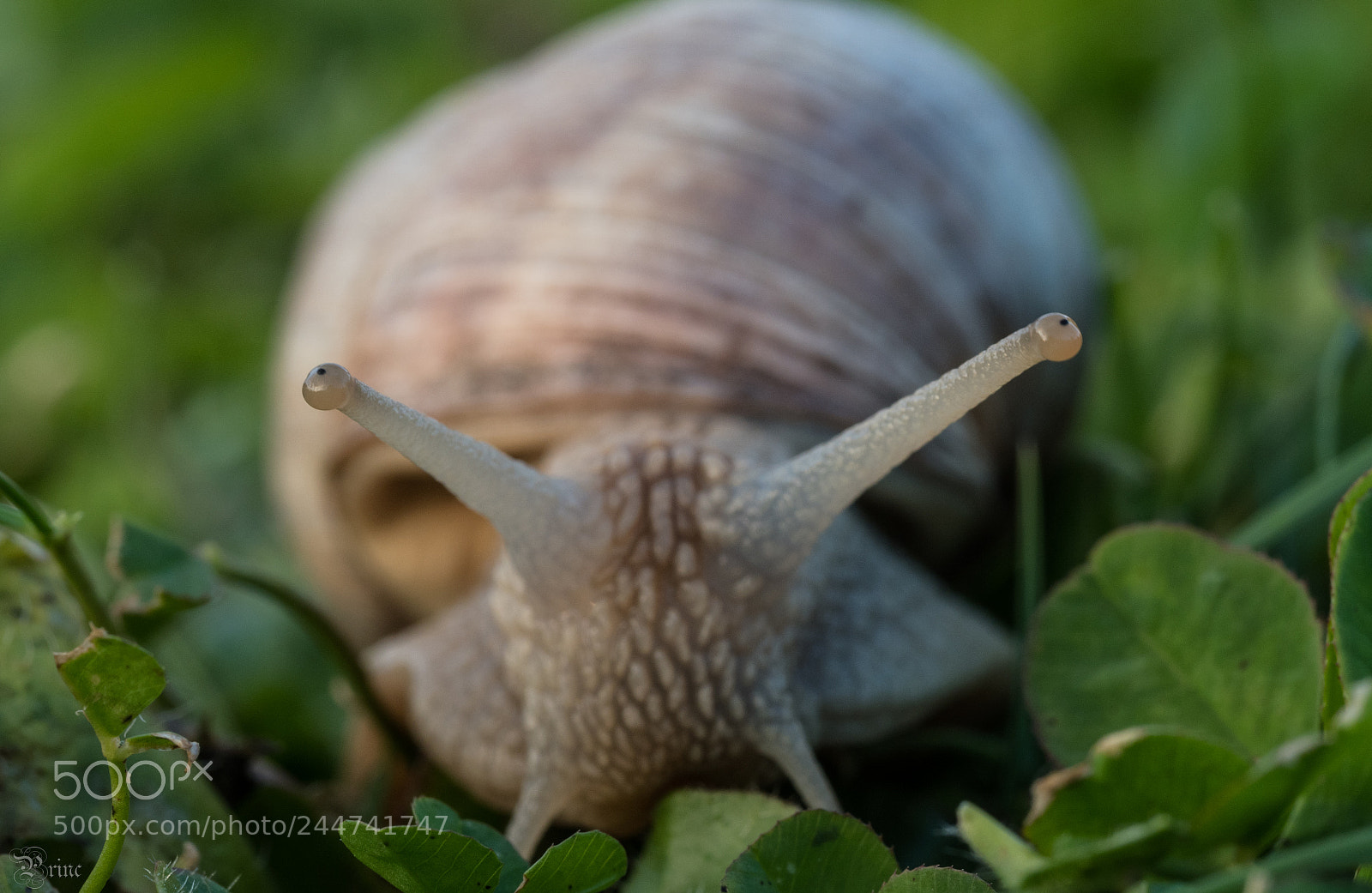 Olympus PEN-F sample photo. Snail photography
