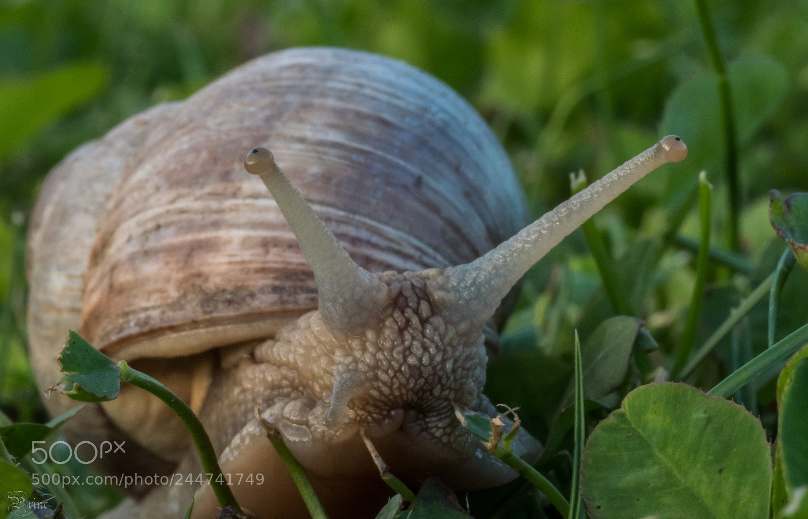 Olympus PEN-F sample photo. Snail photography