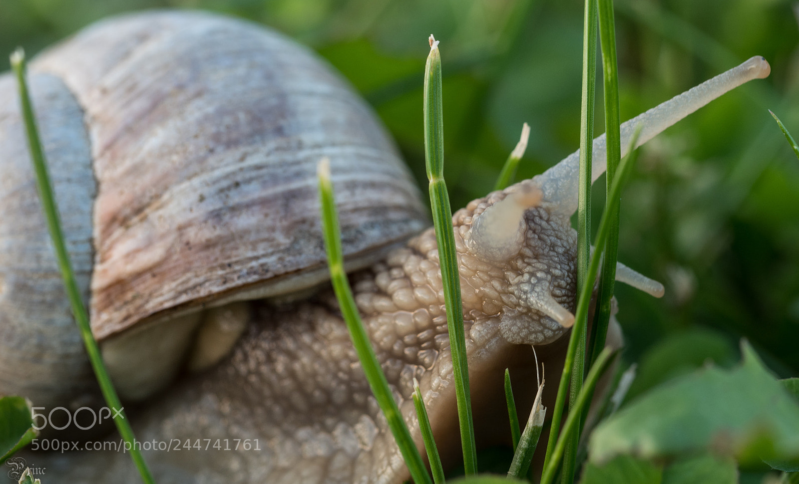 Olympus PEN-F sample photo. Snail photography