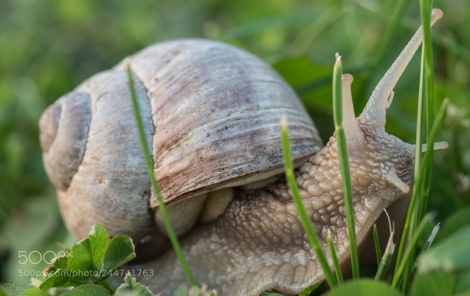 Olympus PEN-F sample photo. Snail photography