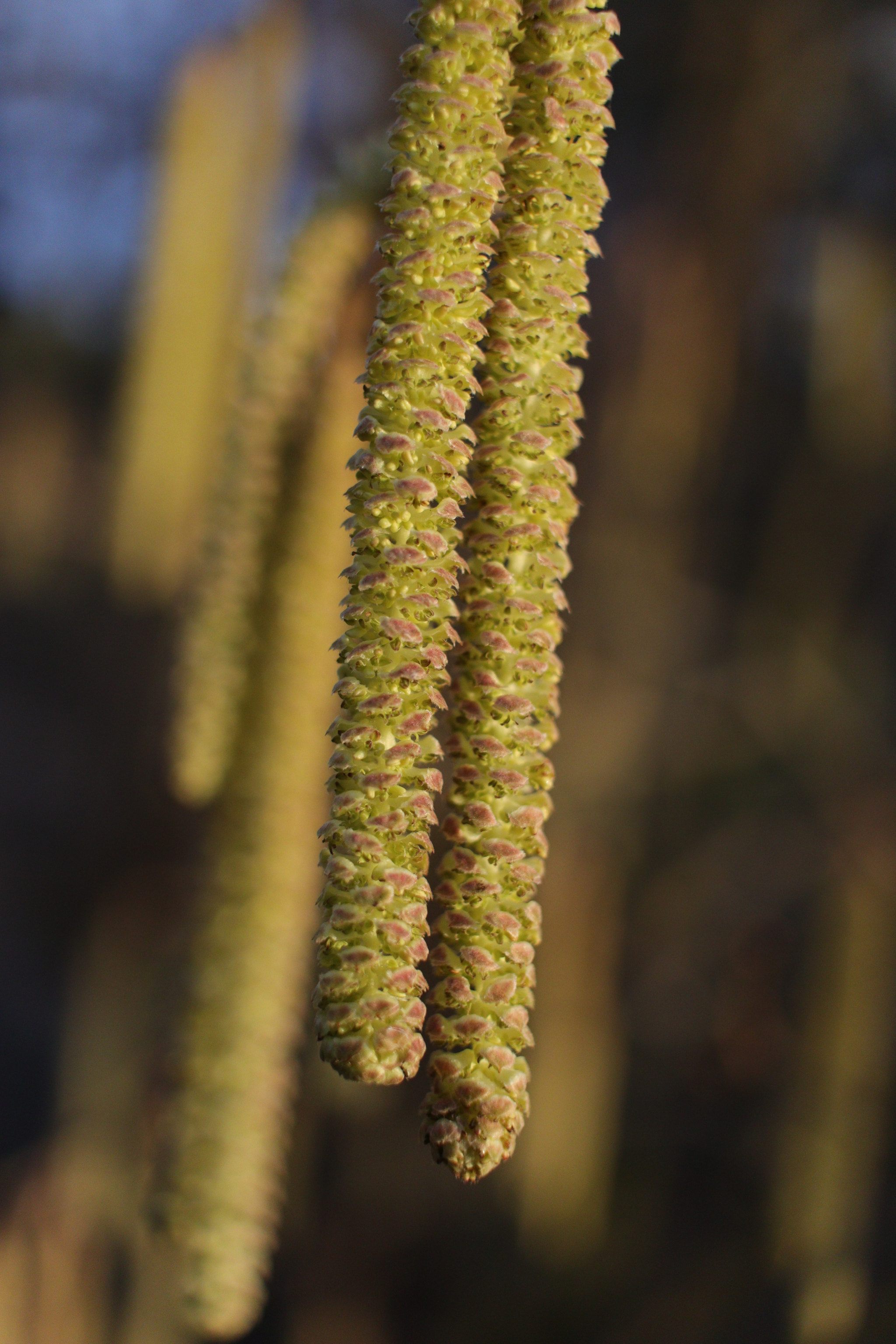 Canon EF-S 24mm F2.8 STM sample photo