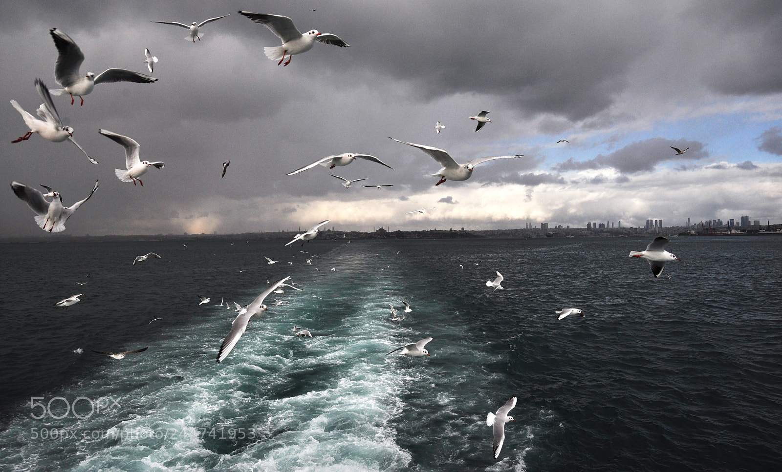 Nikon D90 sample photo. Seagull's madness photography