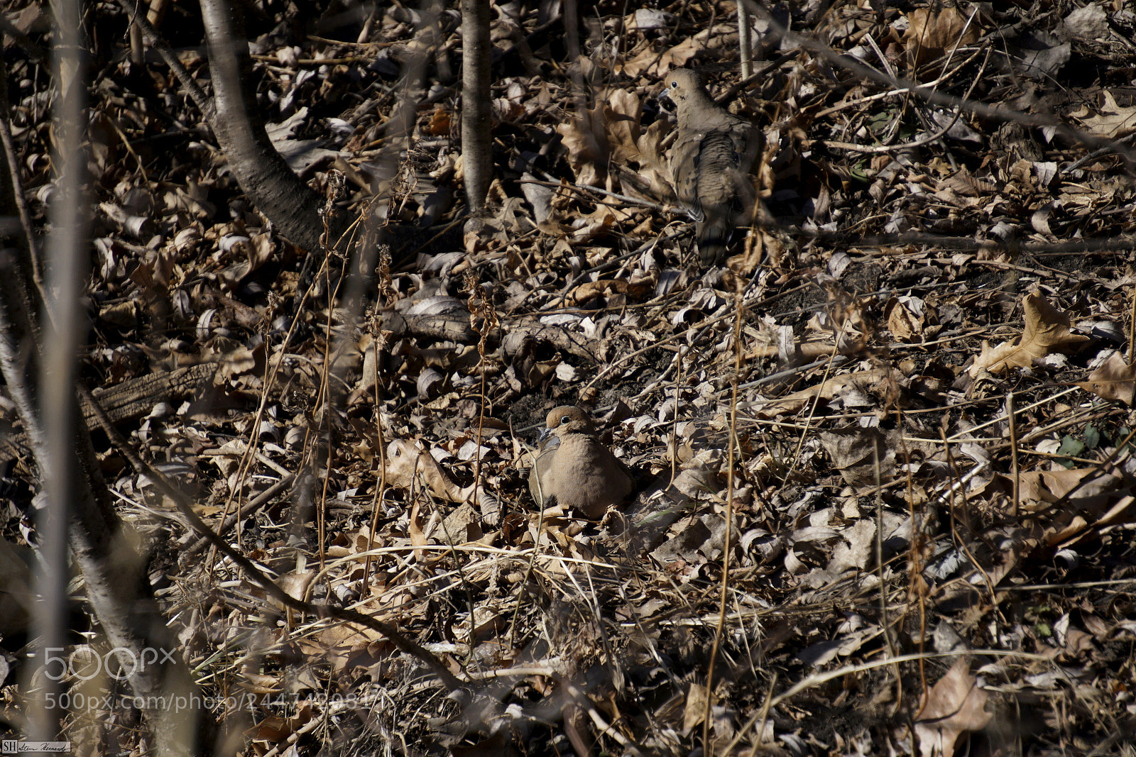 Sony E 55-210mm F4.5-6.3 OSS sample photo. () photography