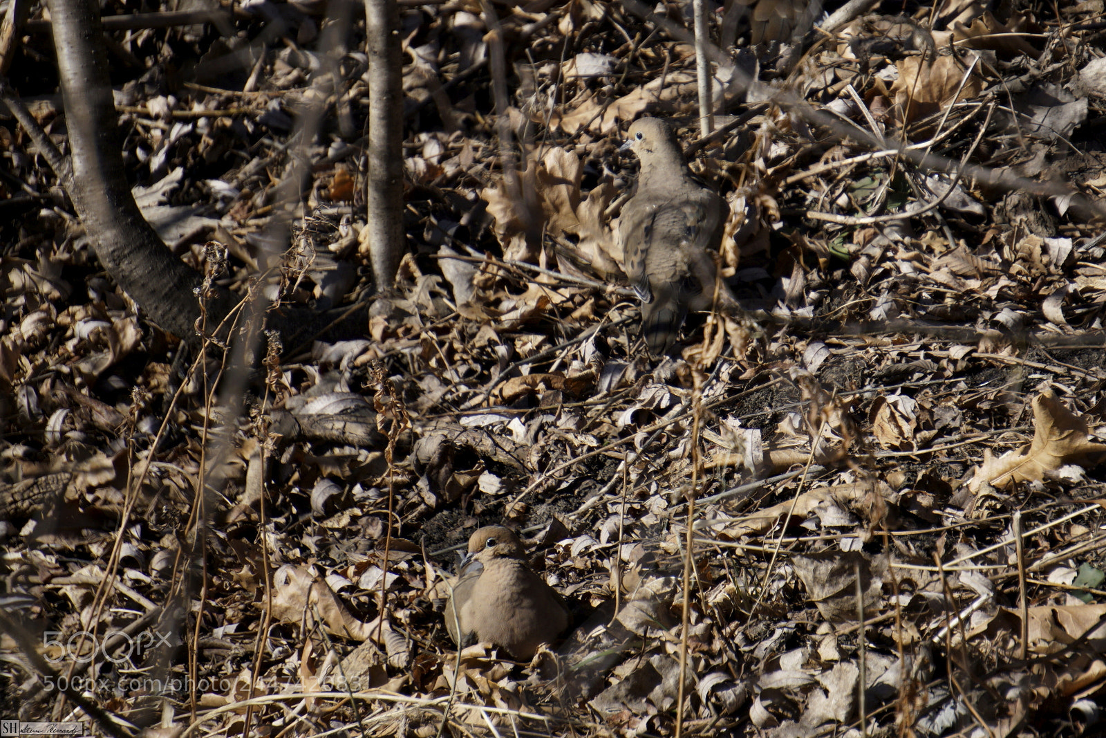 Sony E 55-210mm F4.5-6.3 OSS sample photo. () photography
