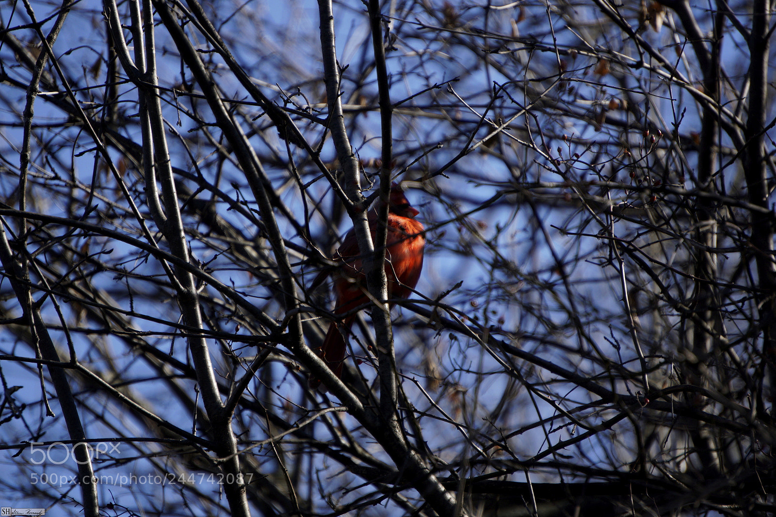 Sony E 55-210mm F4.5-6.3 OSS sample photo. () photography
