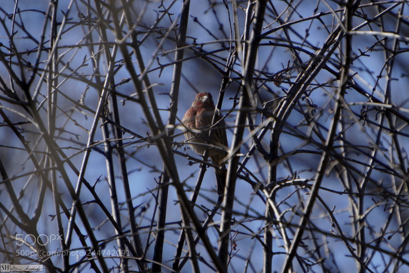 Sony E 55-210mm F4.5-6.3 OSS sample photo. () photography