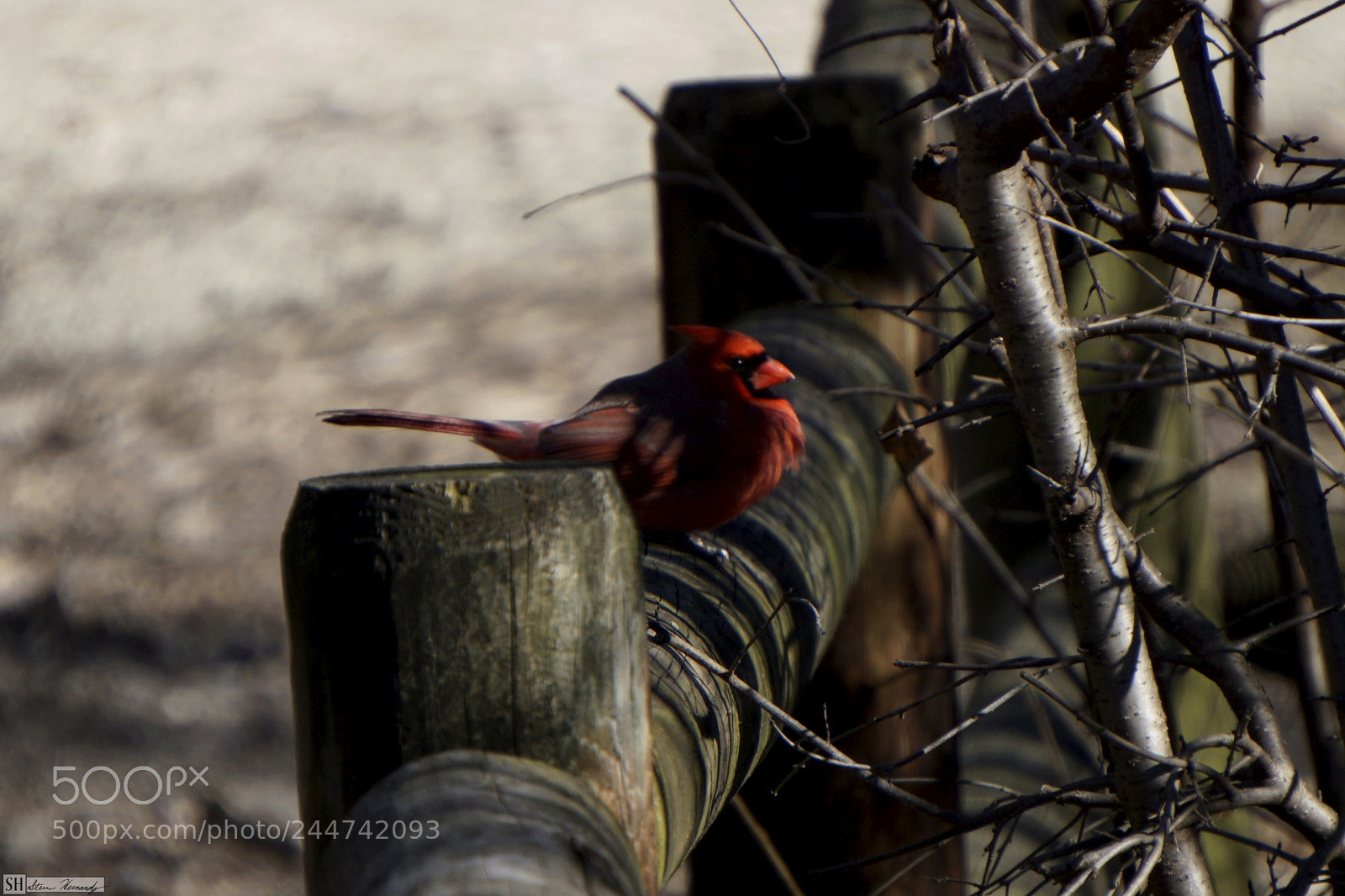 Sony E 55-210mm F4.5-6.3 OSS sample photo. () photography