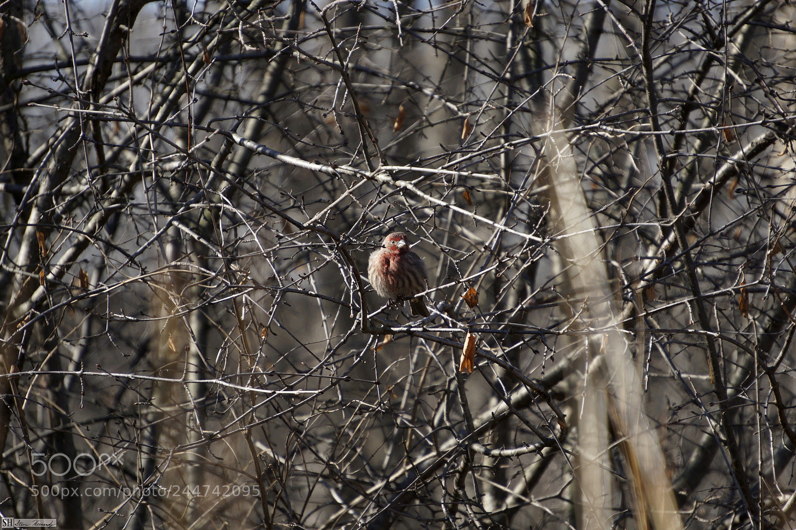 Sony E 55-210mm F4.5-6.3 OSS sample photo. () photography
