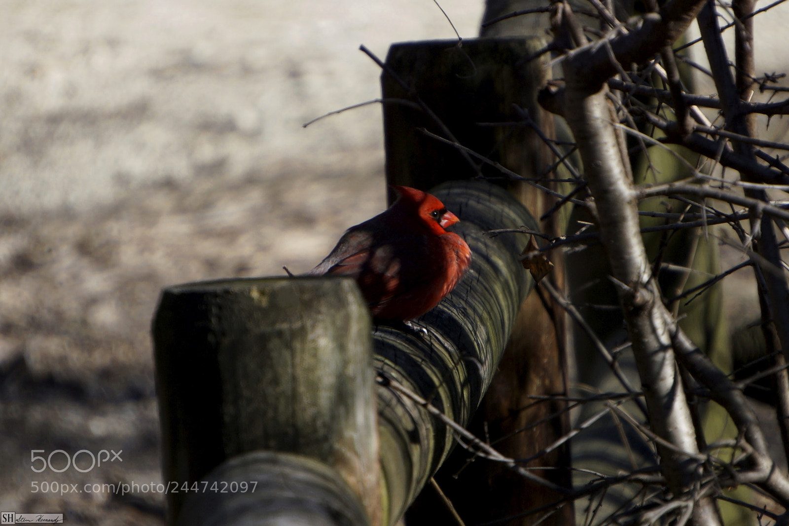 Sony E 55-210mm F4.5-6.3 OSS sample photo. () photography