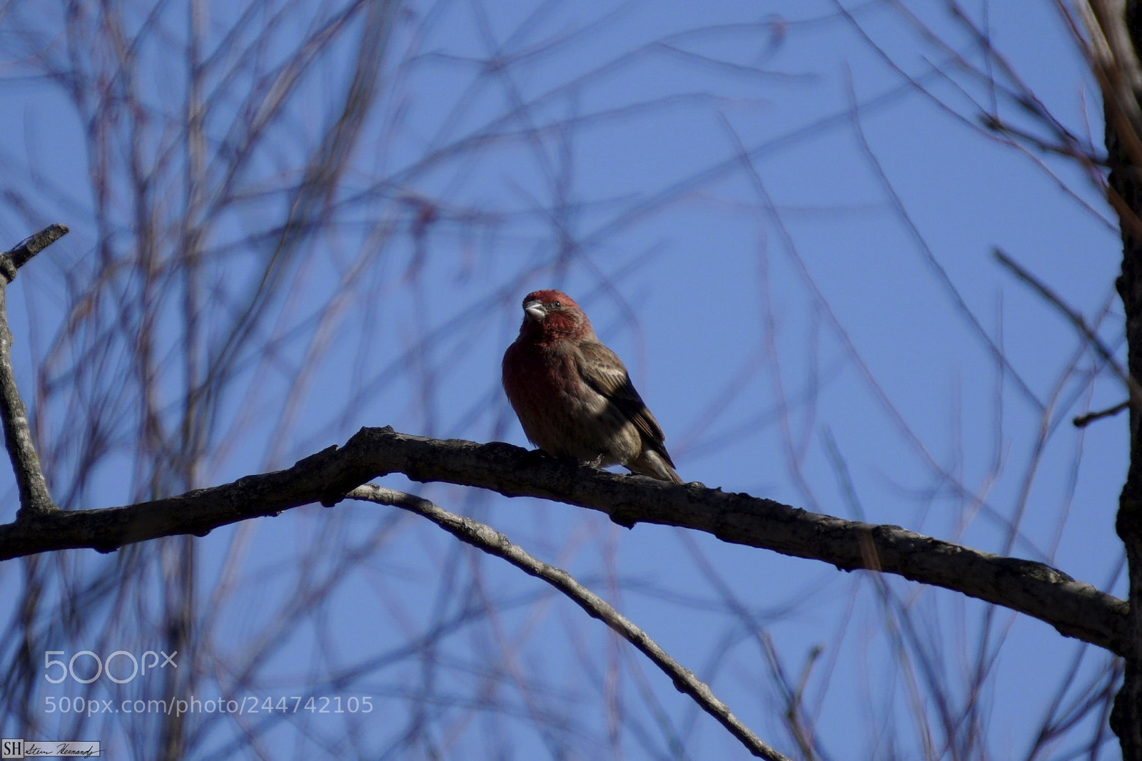 Sony E 55-210mm F4.5-6.3 OSS sample photo. () photography
