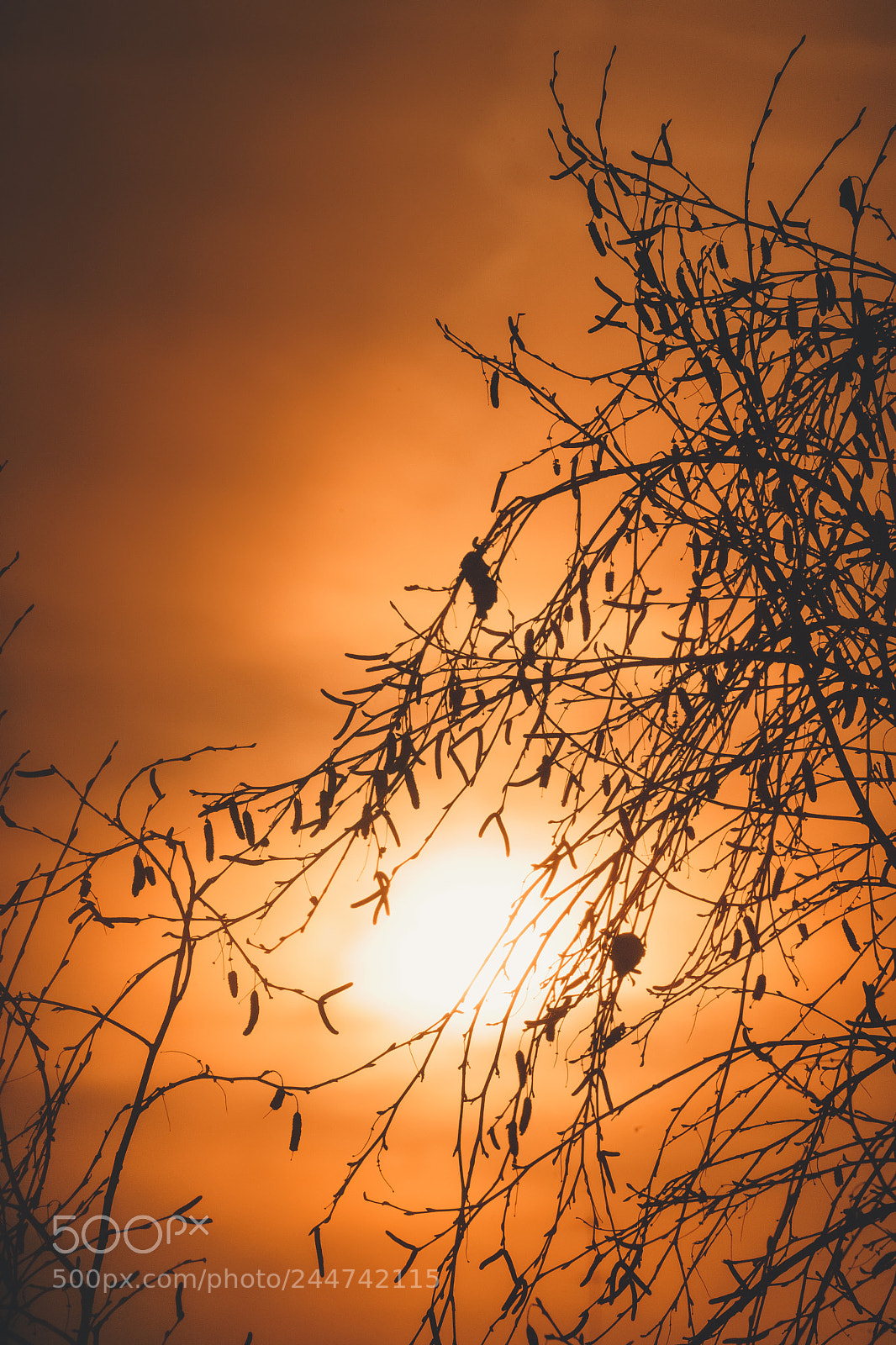Sony a7 sample photo. Sunset and a tree photography
