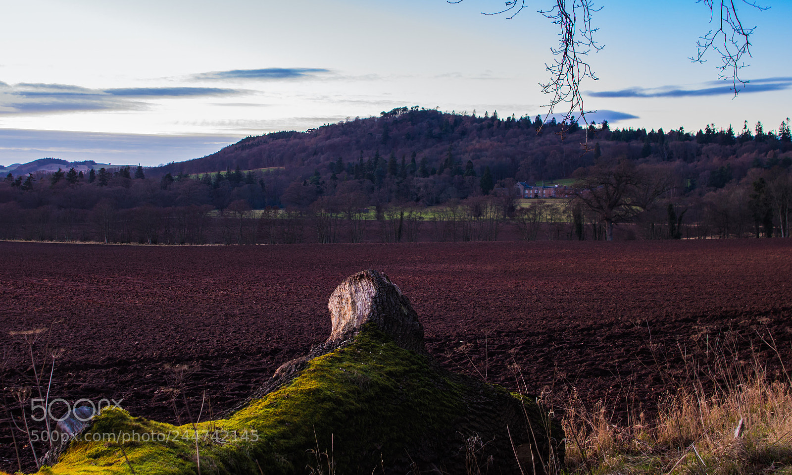 Pentax K-3 sample photo. Tree field sky photography