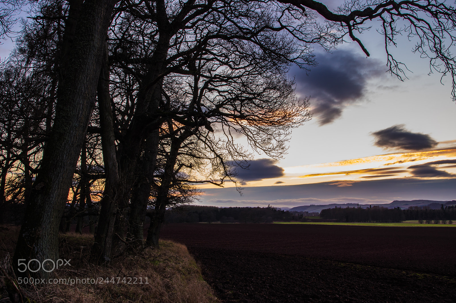 Pentax K-3 sample photo. Tree field sky photography