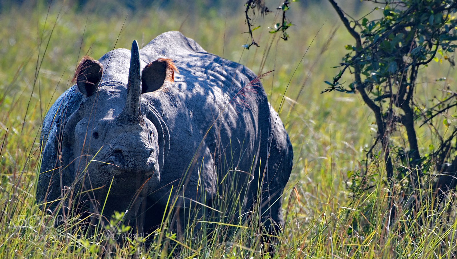 Nikon D500 sample photo. Indian rhinoceros photography