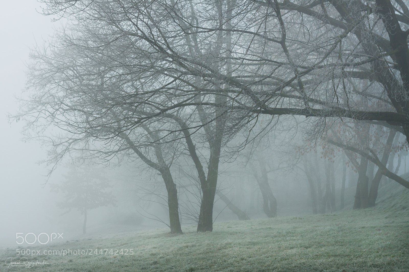 Canon EOS 50D sample photo. Misty morning photography