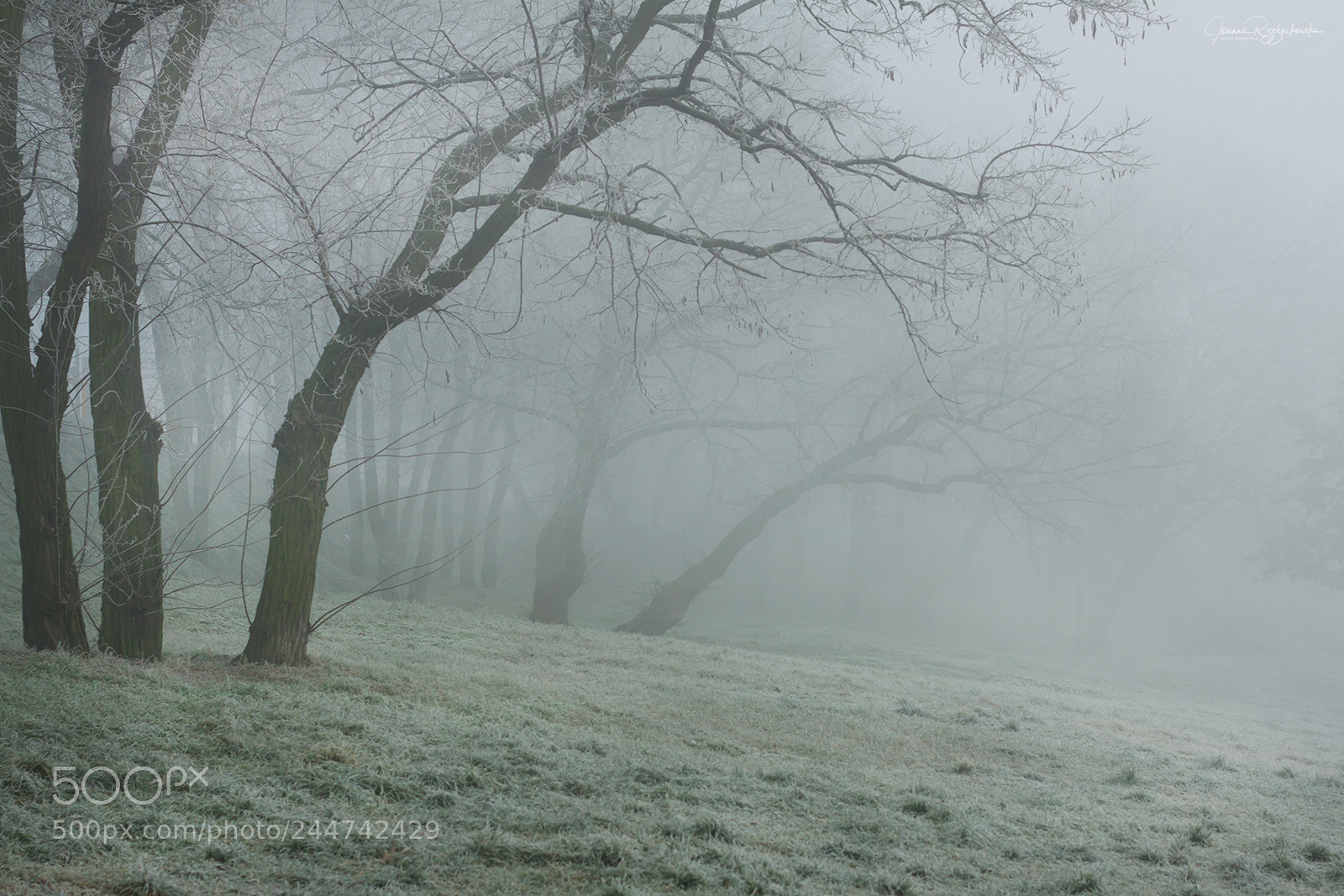 Canon EOS 50D sample photo. Misty morning photography