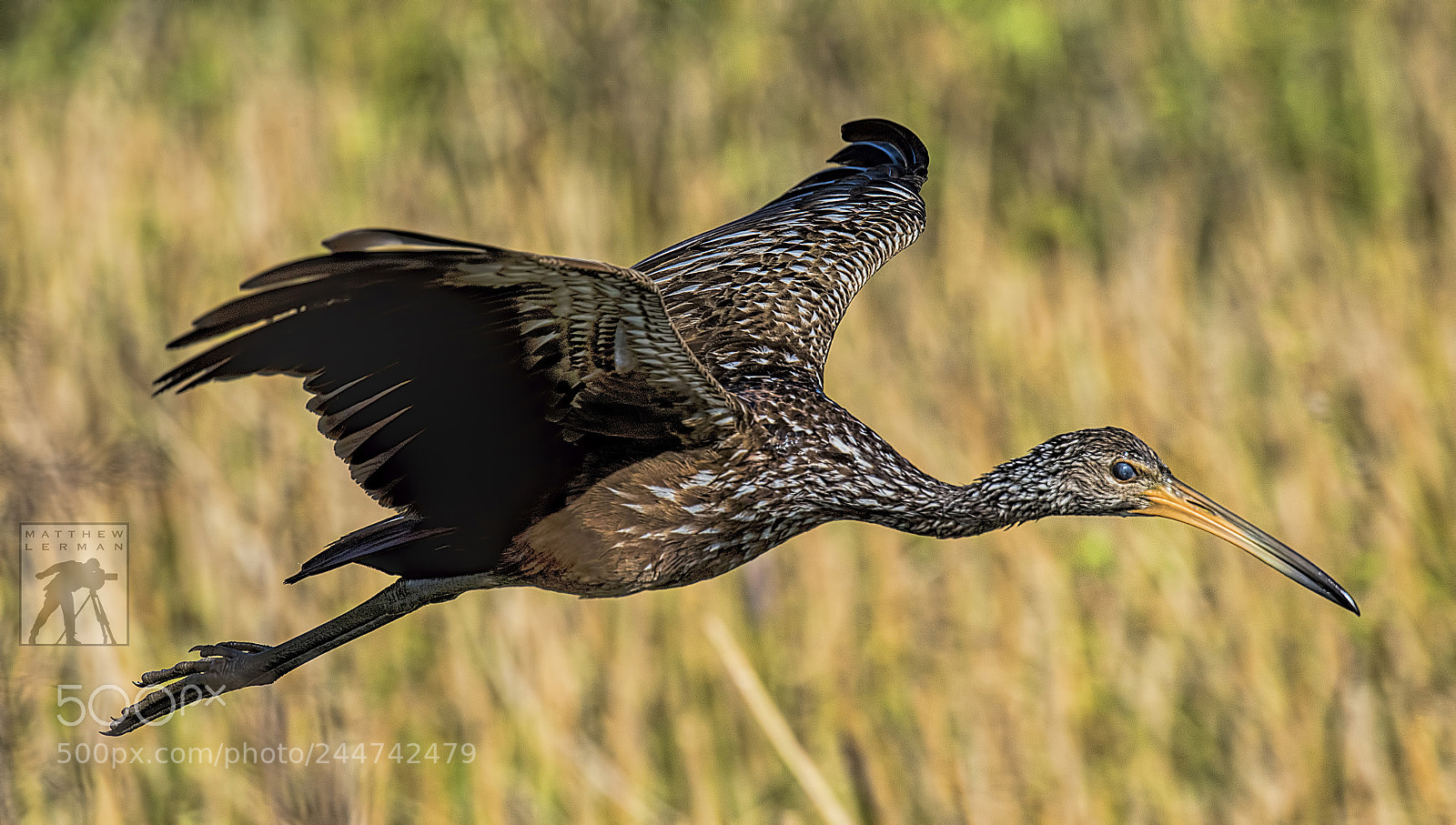 Nikon D810 sample photo. Limpkin photography
