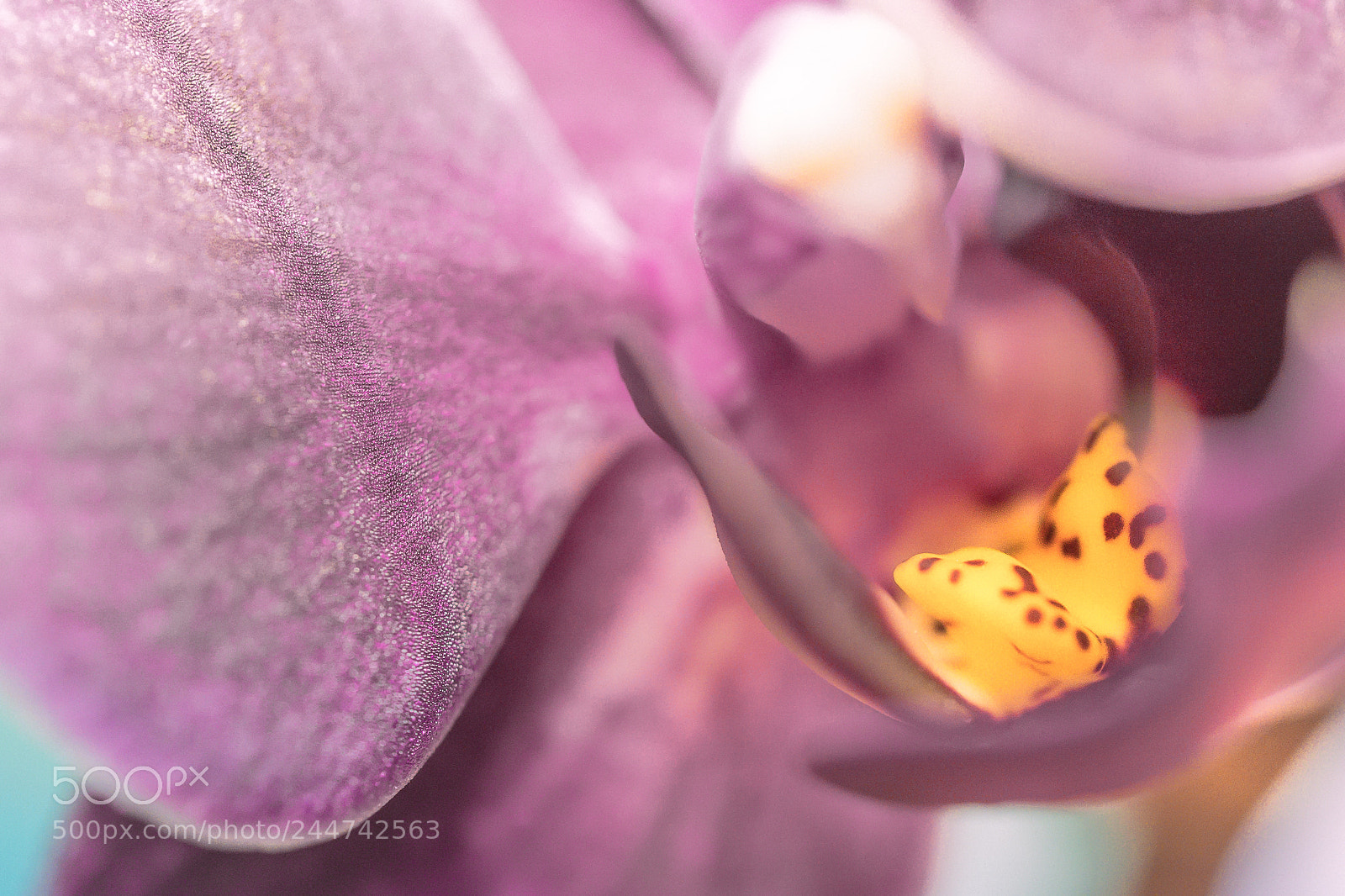 Olympus OM-D E-M10 II sample photo. Orchidée photography