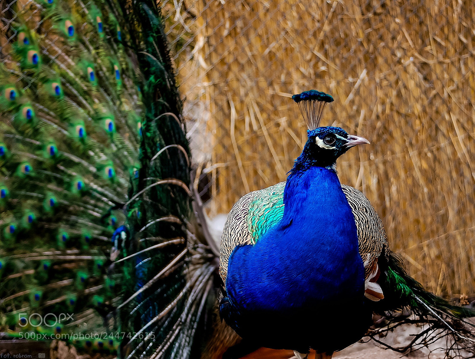Nikon D50 sample photo. Peacock photography