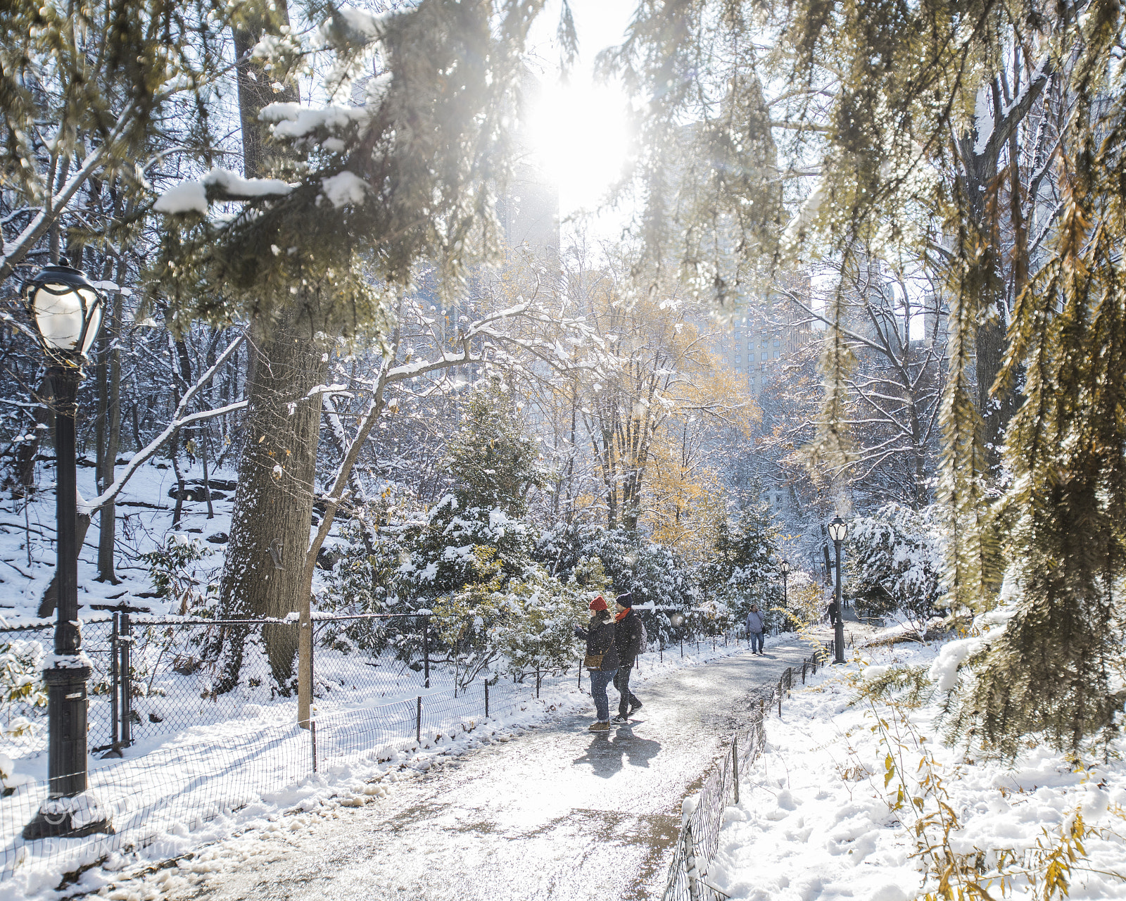 Nikon D810 sample photo. A stroll through narnia photography