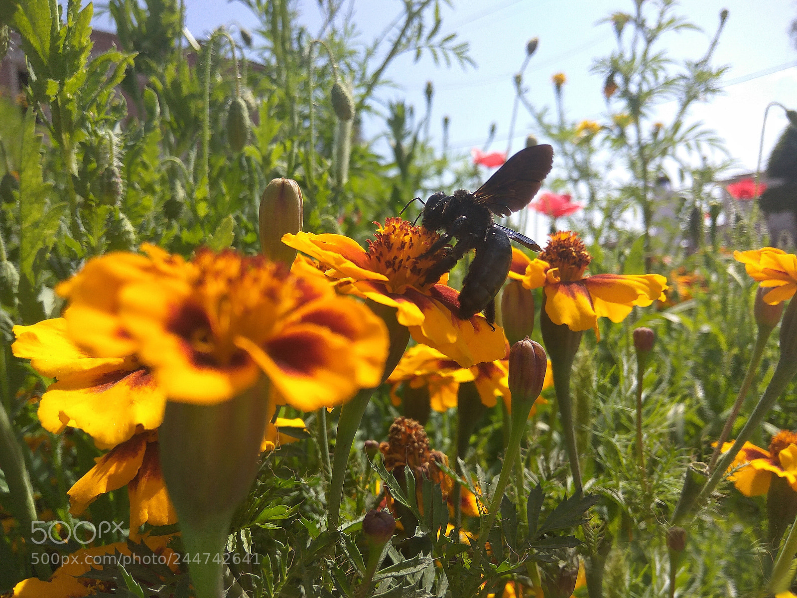 Xiaomi Redmi Note3 sample photo. Harmony of nature photography