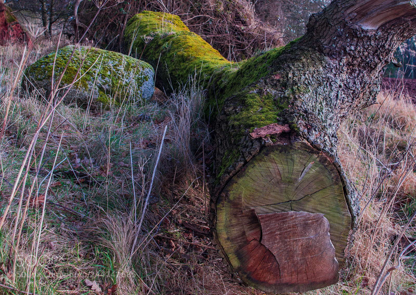 Pentax K-3 sample photo. Tree stone photography