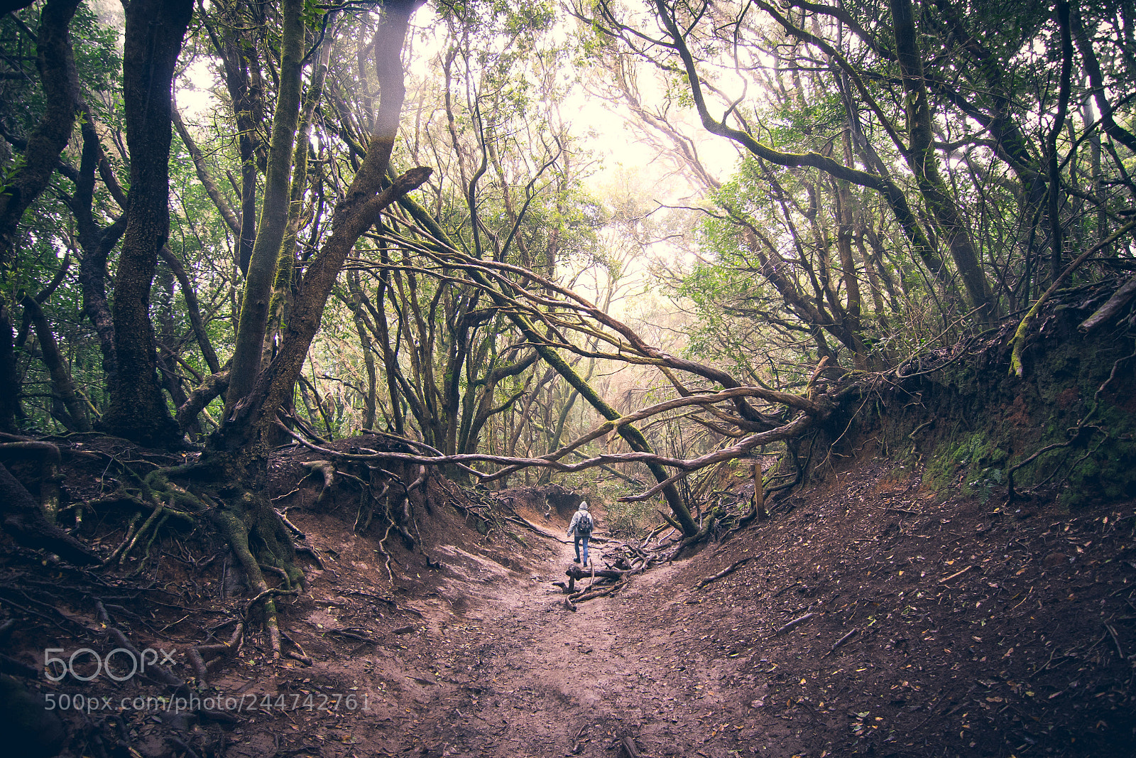 Nikon D3100 sample photo. Lost in the forest photography