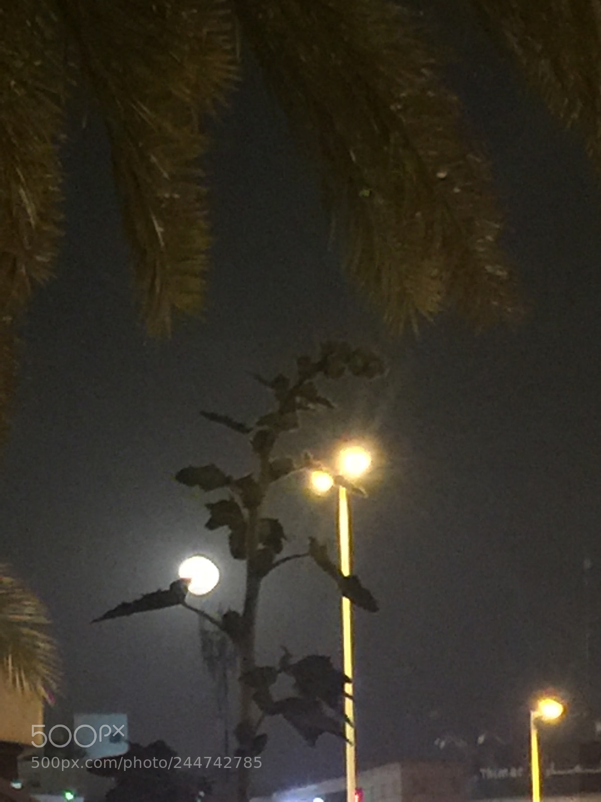 Apple iPhone 6 Plus sample photo. Untitled photography