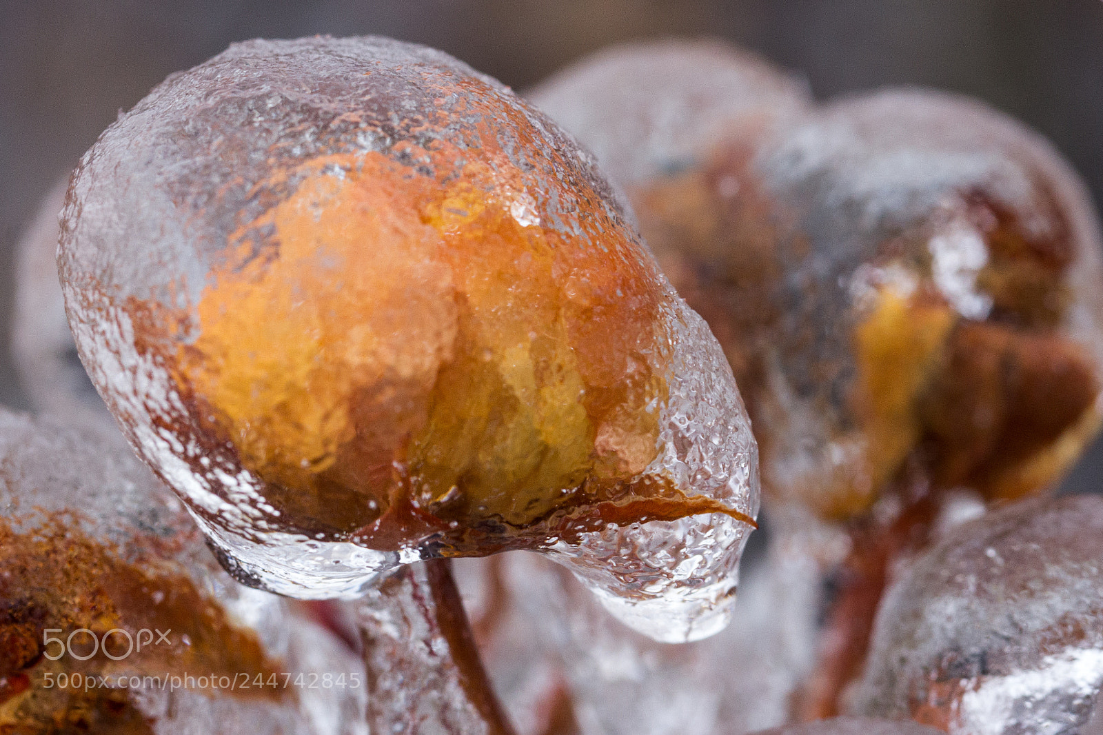 Canon EOS 60D sample photo. Frozen photography