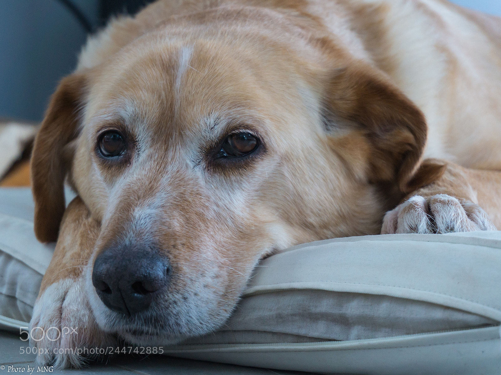 Sony Alpha a5000 (ILCE 5000) sample photo. Best friend photography