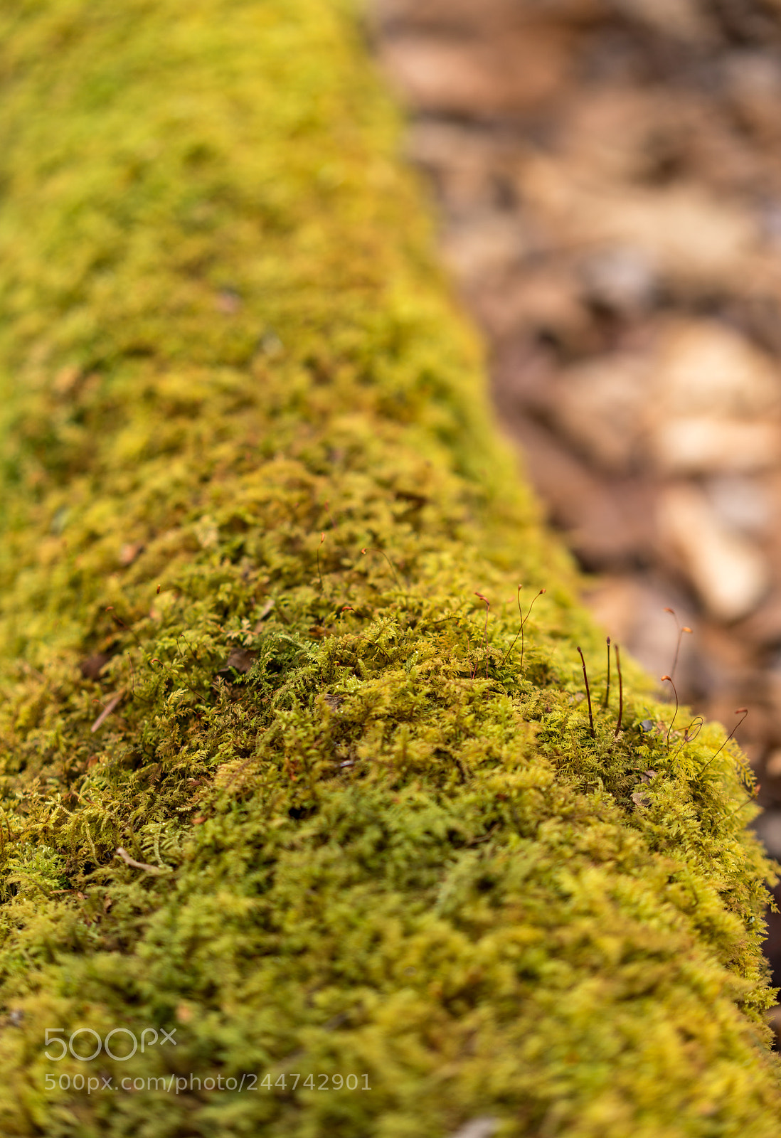 Sony a7R III sample photo. Dsc05373-2.jpg photography