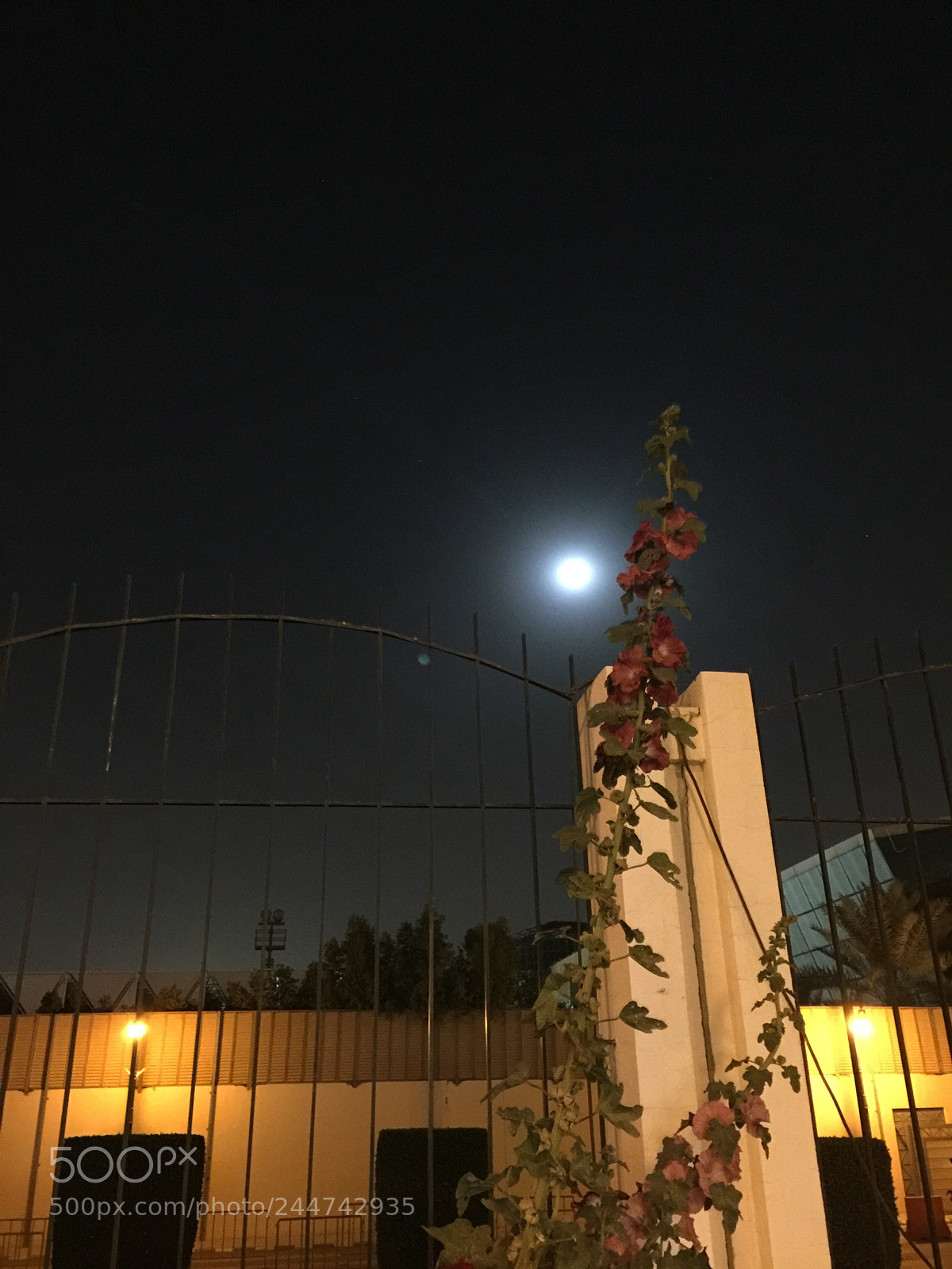 Apple iPhone 6 Plus sample photo. Untitled photography