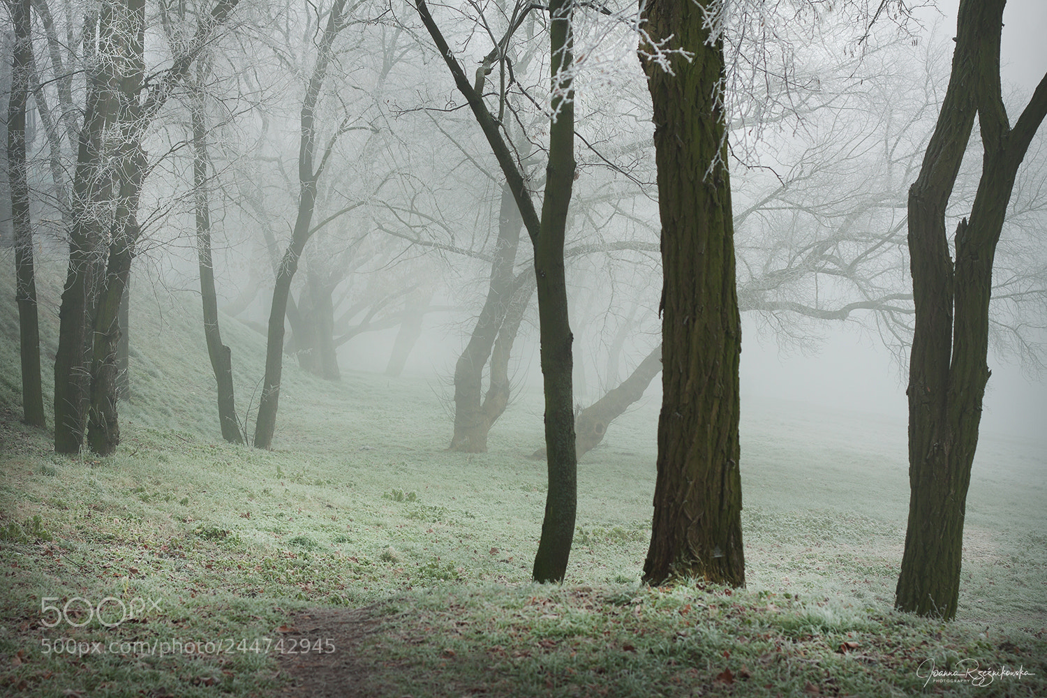 Canon EOS 50D sample photo. Misty morning photography