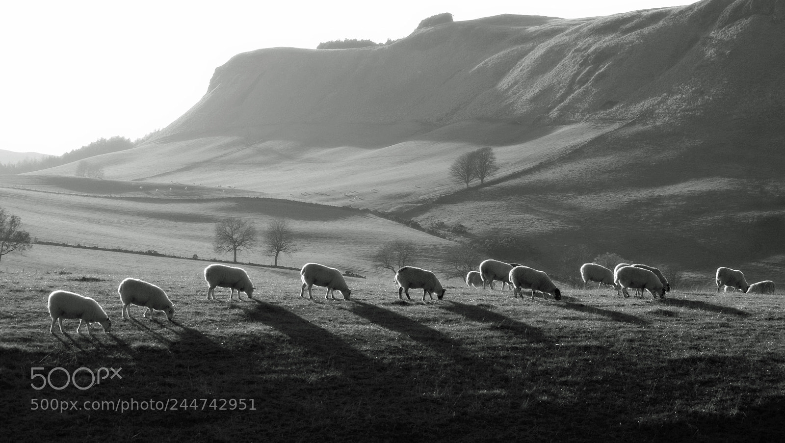 Pentax K-x sample photo. Grazing sunshine in the photography