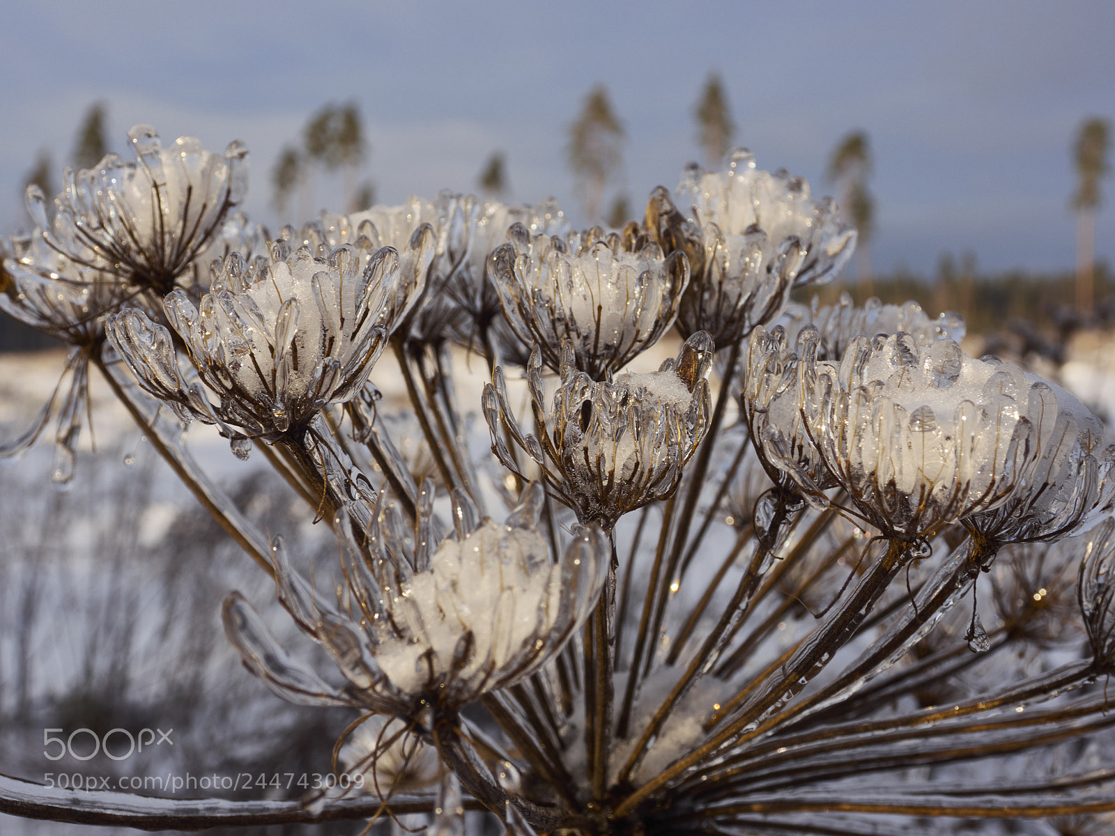 Olympus OM-D E-M5 sample photo. Winter flowers photography