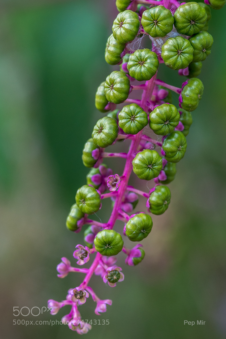 Sony a99 II sample photo. Green color photography
