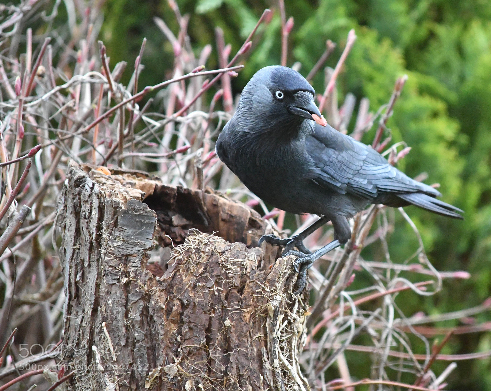 Nikon D500 sample photo. Jackdaw photography