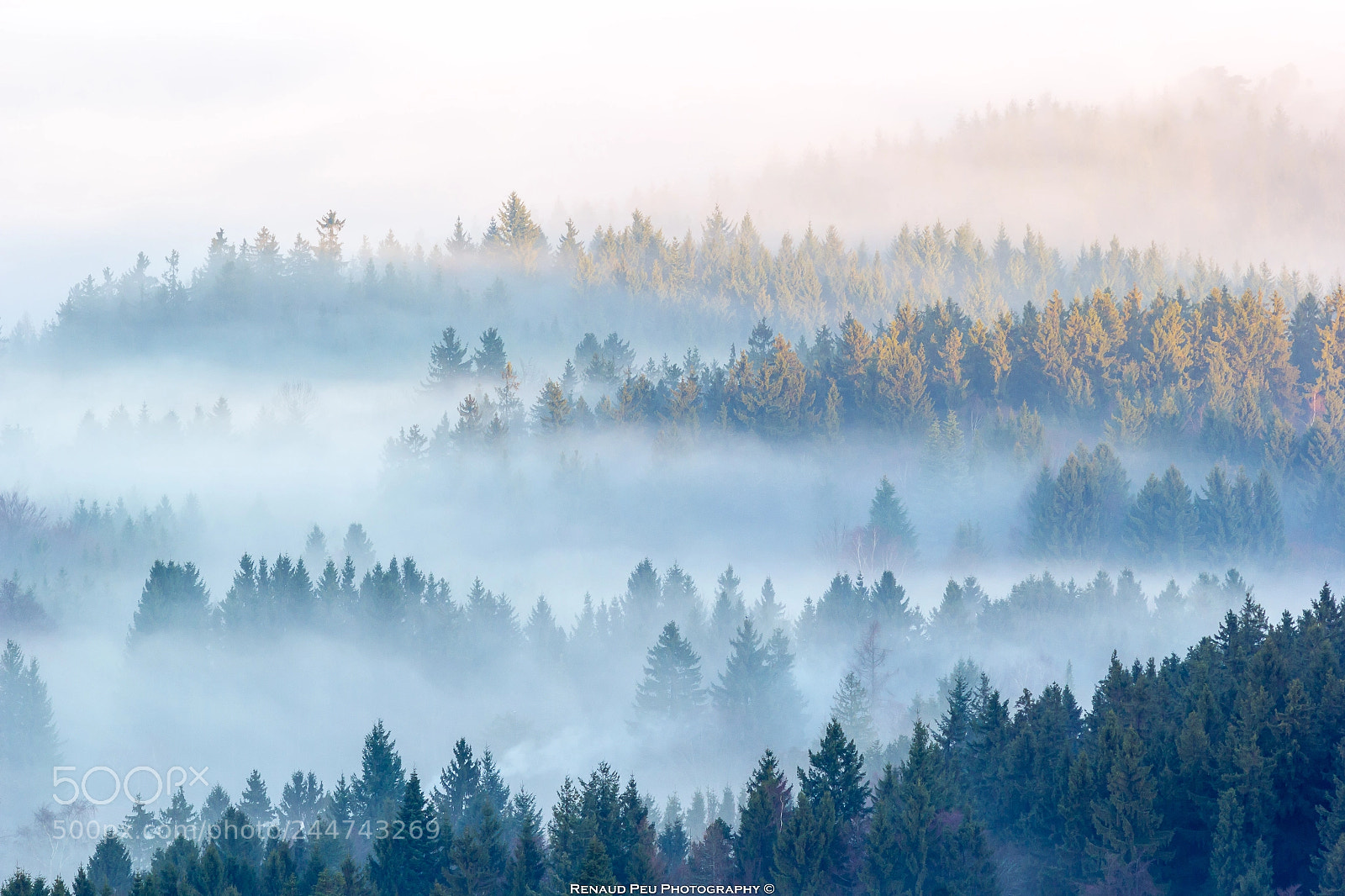 Canon EOS 60D sample photo. Taunus fog sunrise photography